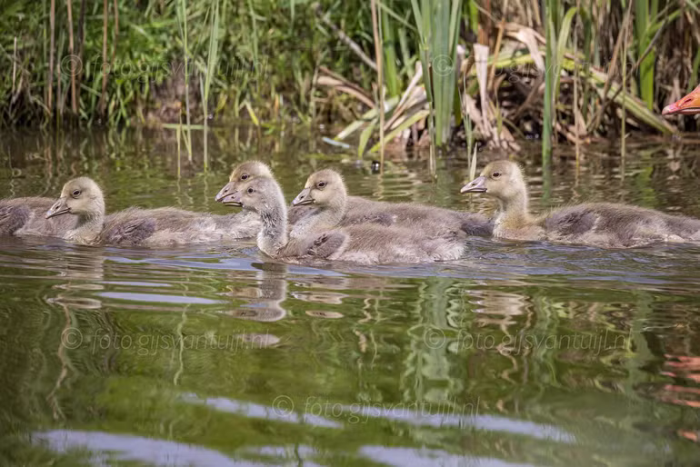 2021_05_14 Buizerd  Gans